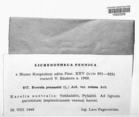 Evernia prunastri image